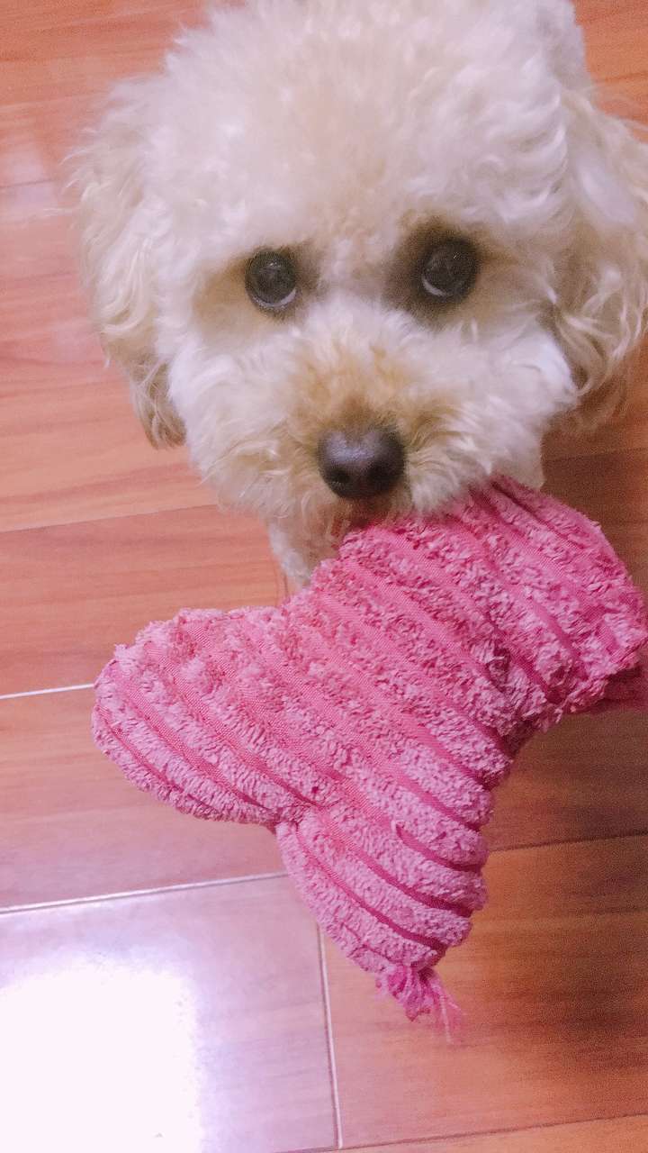 金有金色和灰色泰迪吗?