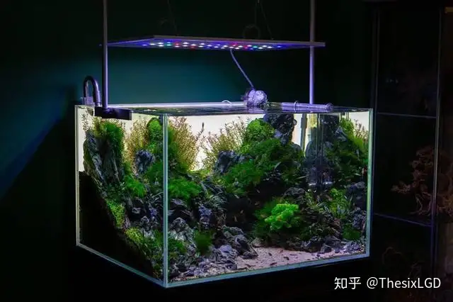 关于水草造景缸以及对想要入水草坑的玩家的一些想法 知乎 关于水草造景缸以及对想要入水草坑的玩家的一些想法 知乎