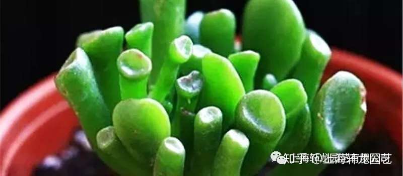 筒叶花月养护知识 知乎