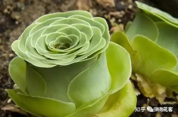 多肉植物 植物/観葉植物 インテリア小物 インテリア・住まい・小物 オンラインストア買蔵
