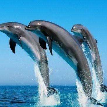 Dolphin 知乎