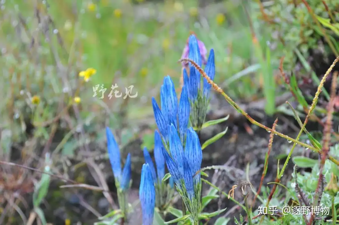 初秋的川西是蓝紫色的 知乎