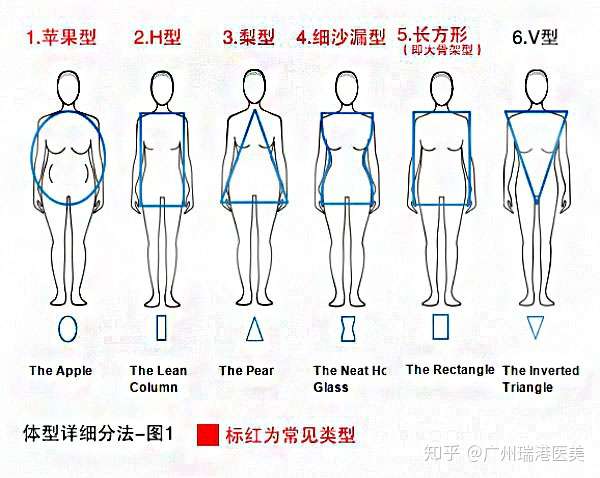 12种体型 你属于哪种 知乎