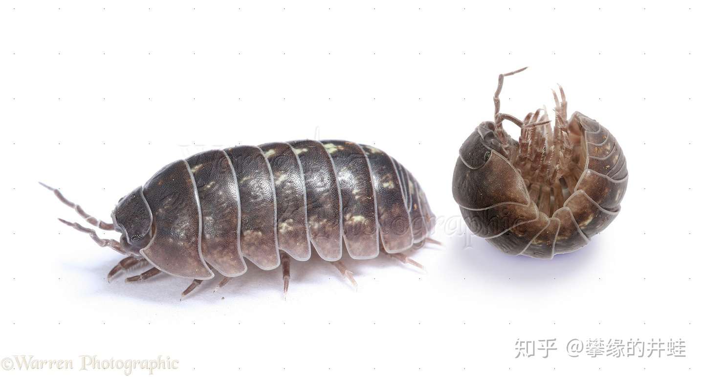 地球演义 姗姗来迟 知乎