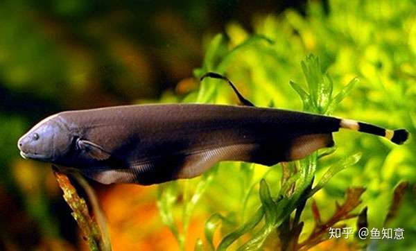 中型观赏鱼 魔鬼刀 知乎