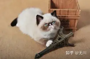 重点色短毛猫：集颜值与气质于一身的好猫，值得饲养