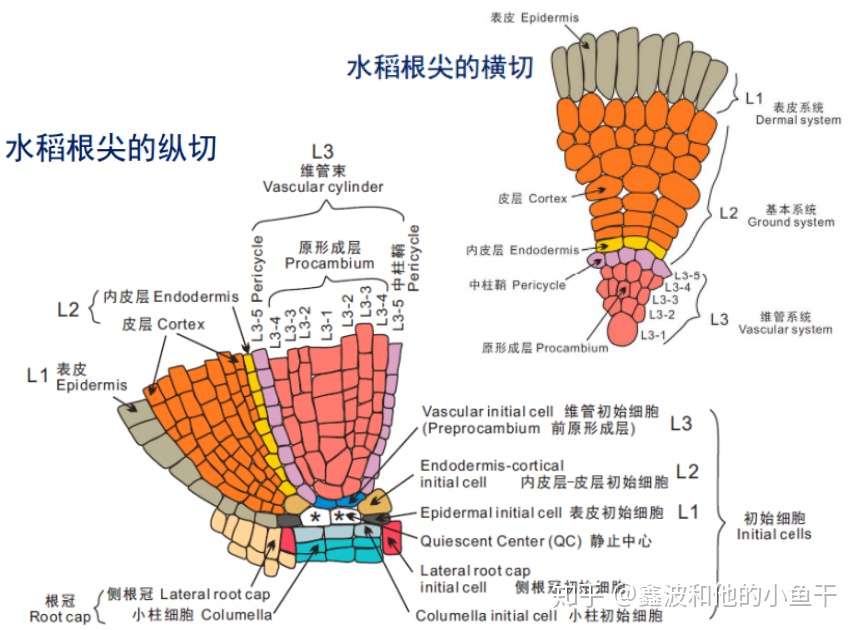 植物根系发育的分子调控 知乎