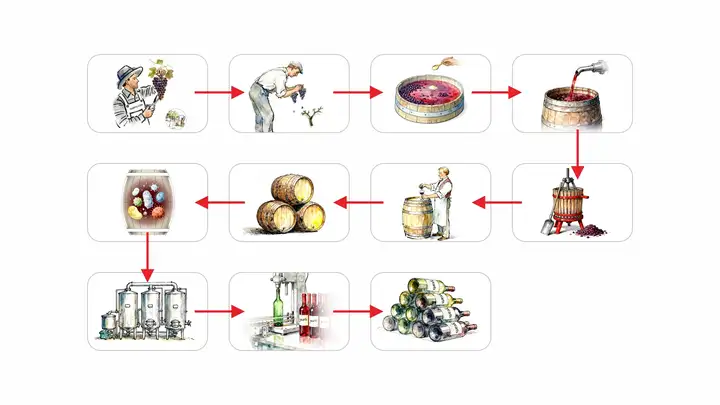 葡萄酒酿造步骤-yearts
