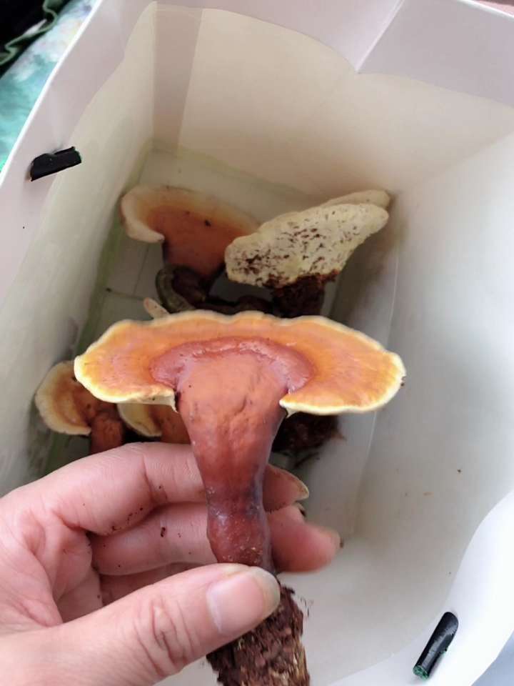 在桃子树下,发现一个长得像灵芝的东西,这是不是白边赤灵芝?