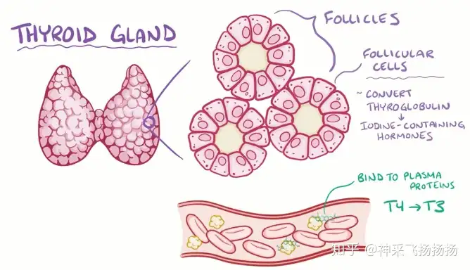 医嗓棵噪丧撤泳营徐阁躯进 Hyperthyroidism(图2)