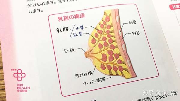 如何预防和早期发现女性乳腺癌 知乎