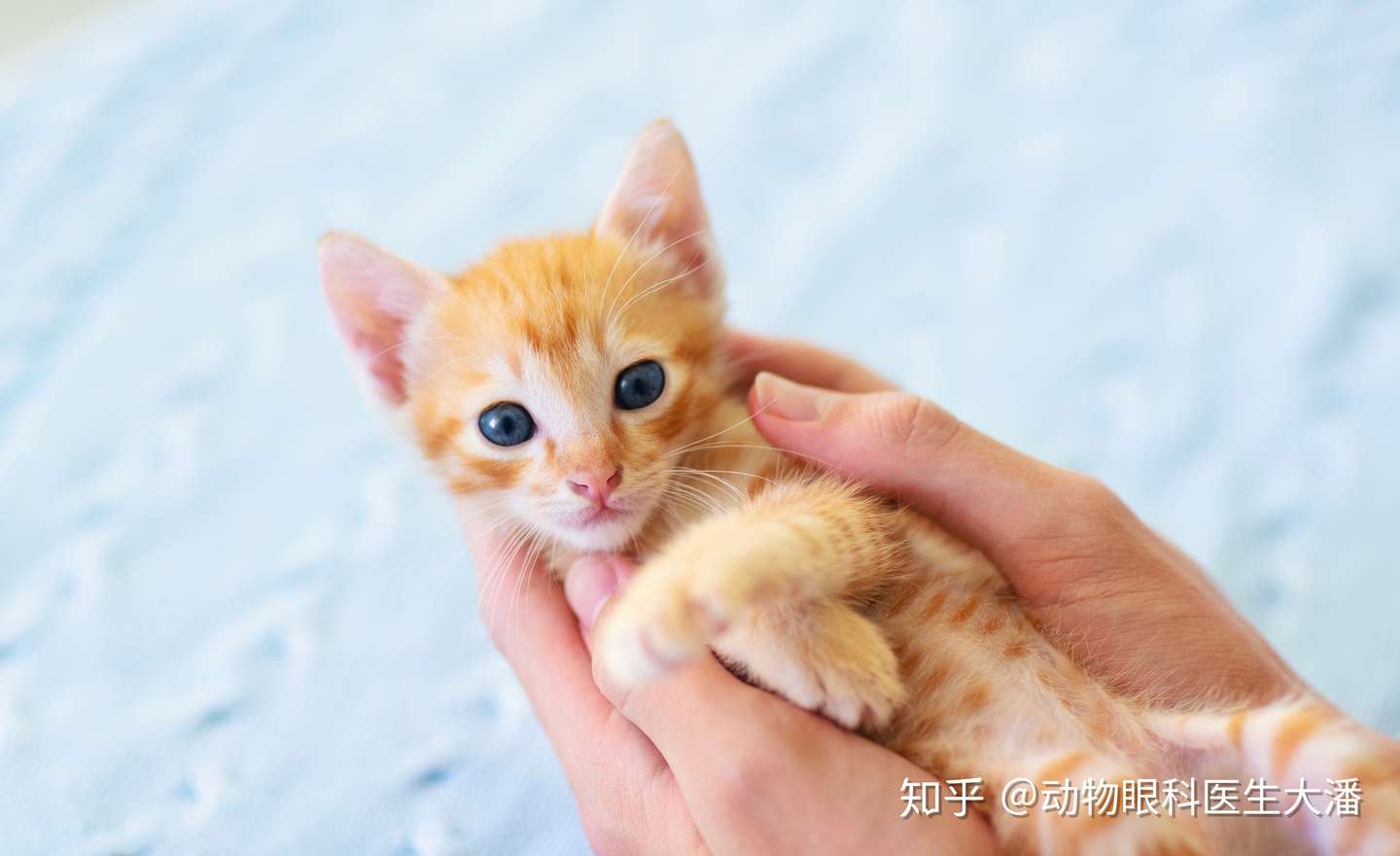 猫咪角膜穿孔 省下6000元的手术费用他不香吗 知乎