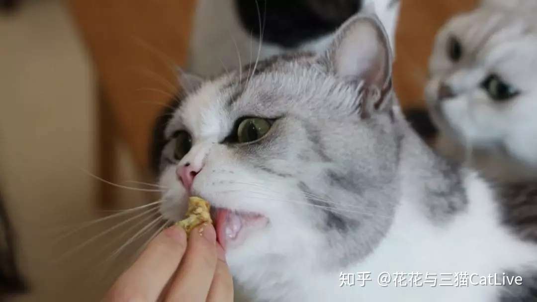 猫咪吃虫瘿果和吃猫薄荷 效果会有什么区别 知乎