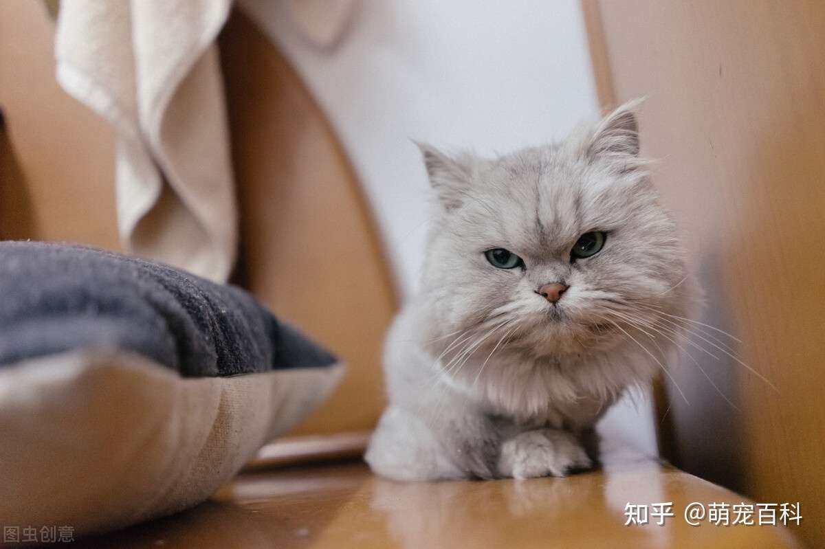 智商令人堪忧的 5大猫咪 饲养请谨慎 知乎