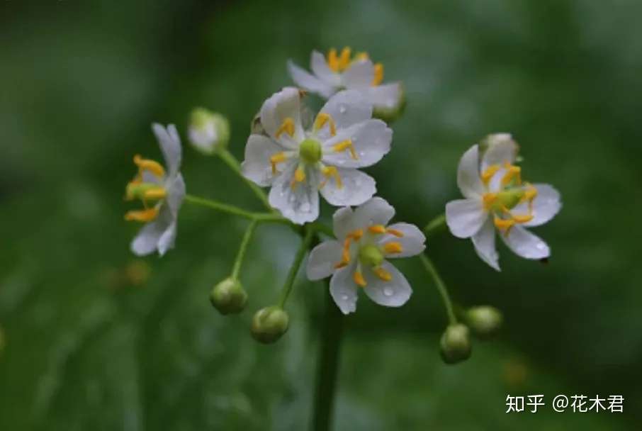 濒危物种 有一种花 遇水花瓣变透明 晶莹欲滴 非常神奇 知乎