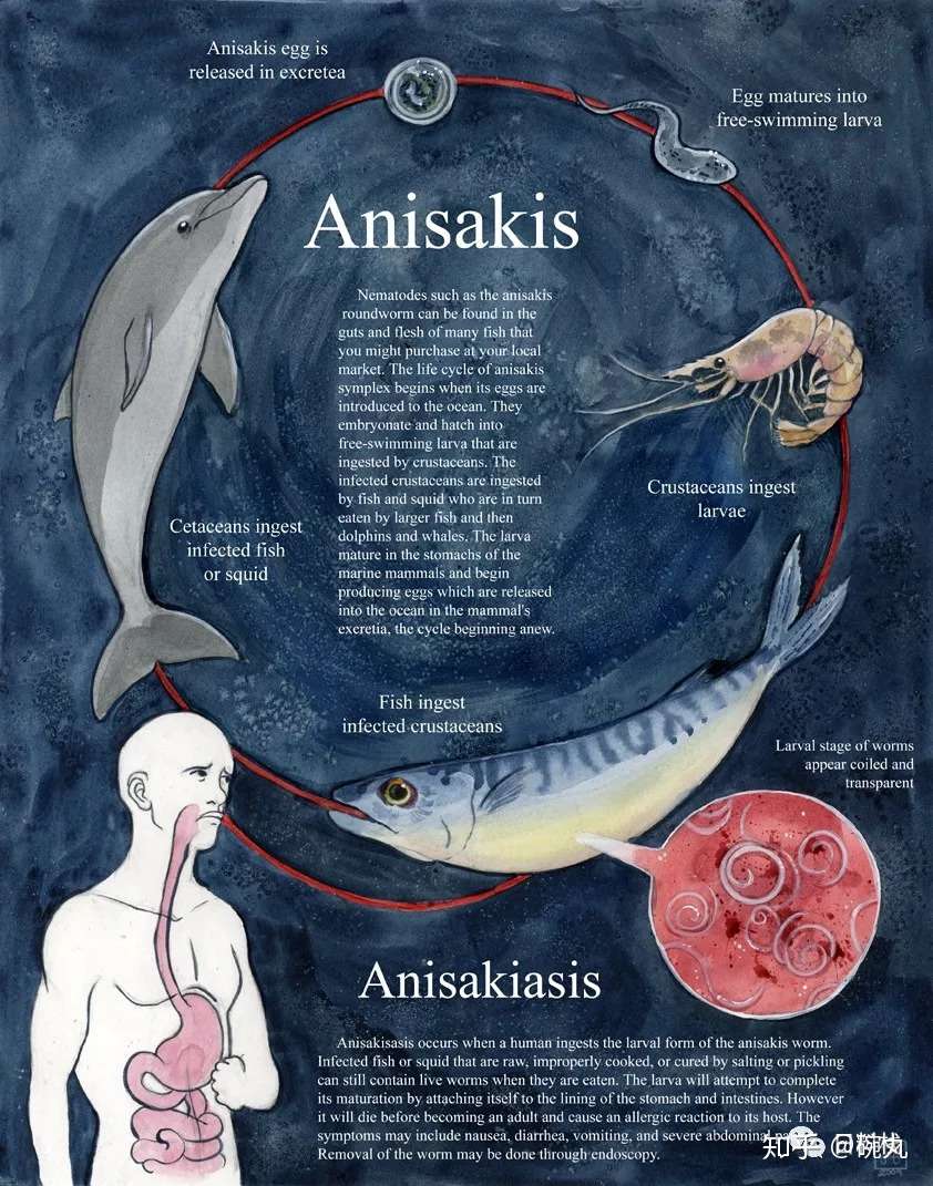 关于日料鱼类寄生虫 你想知道和不想知道的都在这里 知乎