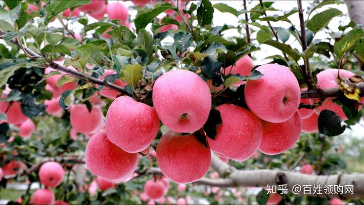 苹果什么季节成熟图片