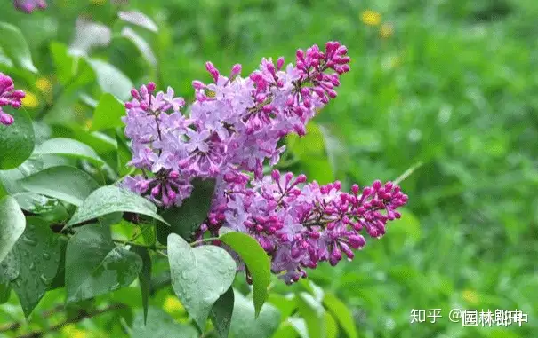 很多人听过丁香花这首歌 却没有见过真正的丁香 其实它真的很美 知乎