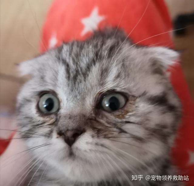 小猫总是流眼泪有眼屎 怎么办 知乎