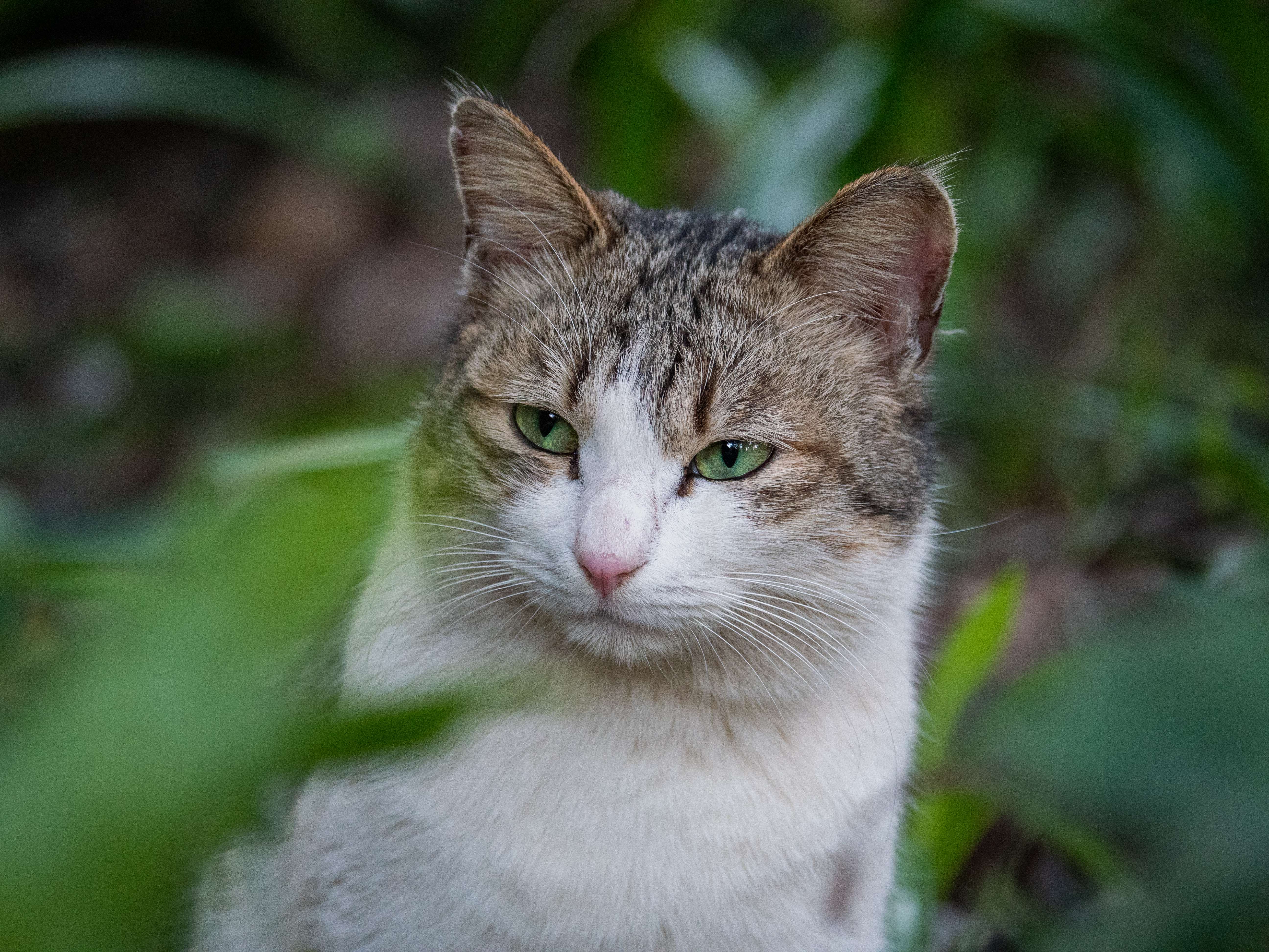 许云间 的想法   我的摄影日记  白云山流浪猫