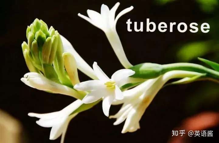 开花 英语怎么说 可不是open Flower 知乎