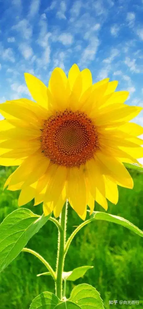 名言美文14 花开能向日 花落委苍苔 附图 知乎