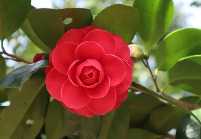 五色山茶花 花语大不同 知乎