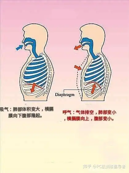 腹式呼吸的正确图图片