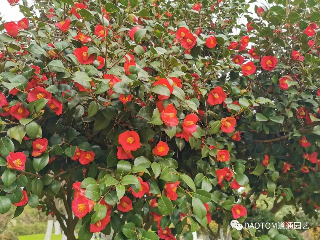 茶梅夏季养护大意不得 这几点没做好 小心来年不开花 知乎
