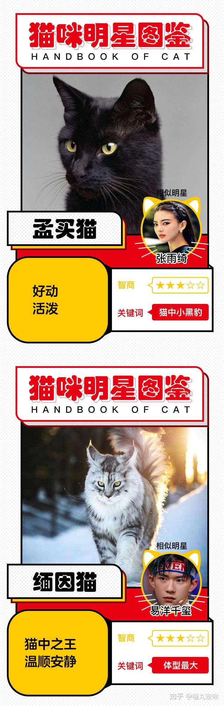 世界猫咪品种明星图鉴上期 快来看看他们都像谁呢 知乎