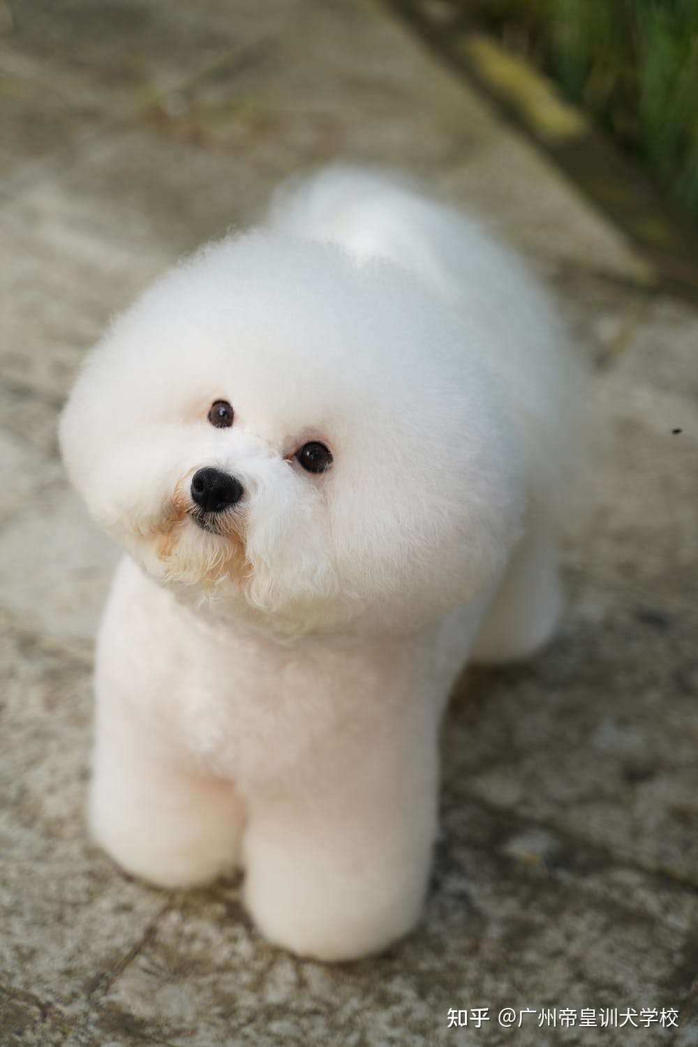 训犬学校训练比熊定点大小便 训犬师建议成年狗狗培训也能有好效果 知乎