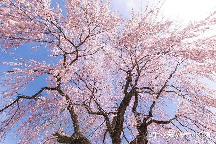 京都庭园追樱大赏 这里的樱花绝不能错过 知乎