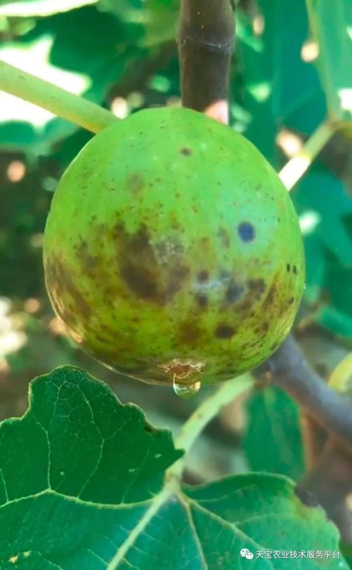 无花果果面黑斑咋解决