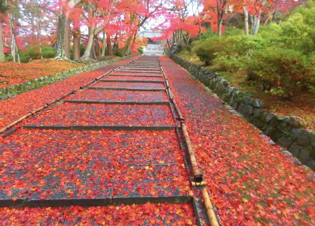 日本红叶又要刷屏了 3条线路 躲避人潮静享 枫 景 知乎