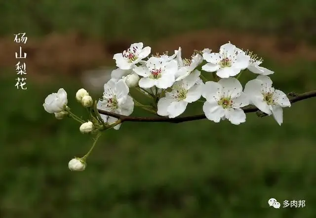 每日一花 梨花 知乎