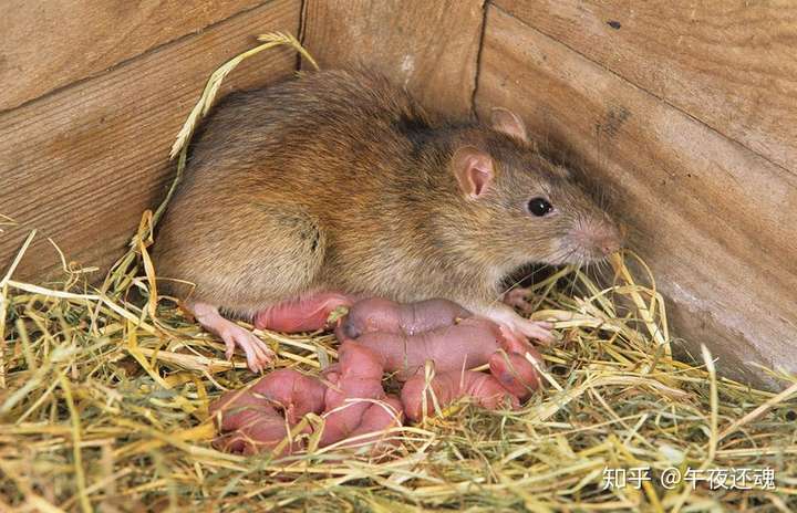 家里进老鼠了怎么办?本人特别特别害怕老鼠