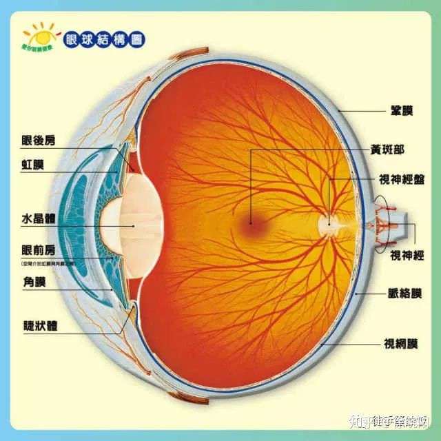 亲身经历全程 视网膜脱落是什么 手术可怕么 术后恢复怎么办 可以和以前一样么 知乎