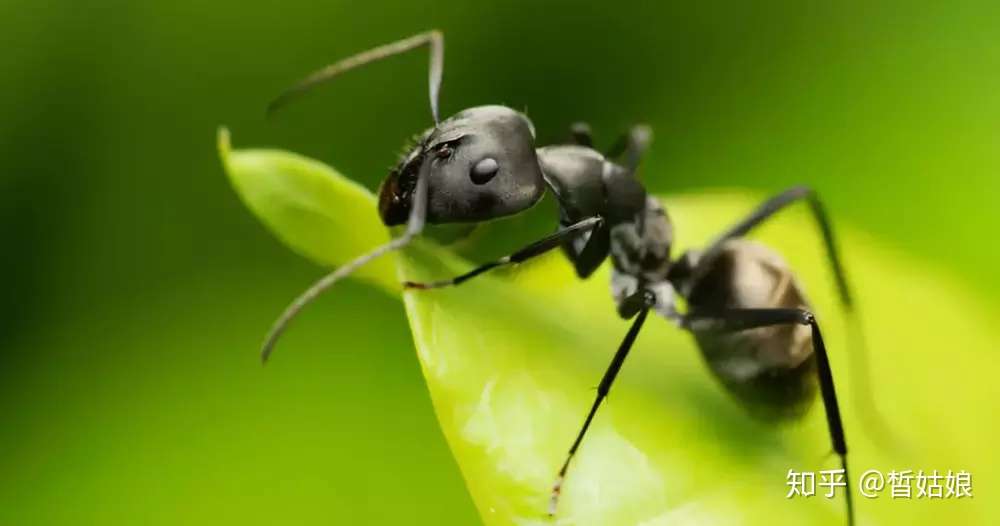 蚂蚁能看到人类吗 在它们眼中人类是怎么样的 知乎