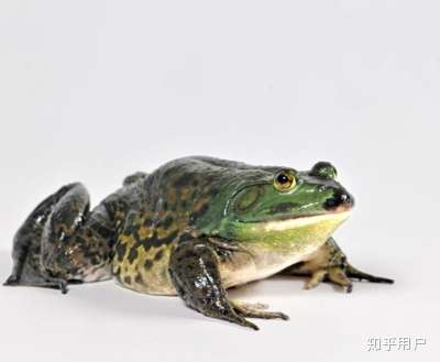 看这圆鼓鼓的q弹弹的大肚肚 健美运动员般的好身材 这手指,不正是指