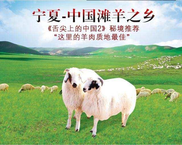 盐池滩羊为什么好吃介绍(图) 滩羊是我国古老的地方裘皮用绵羊品种