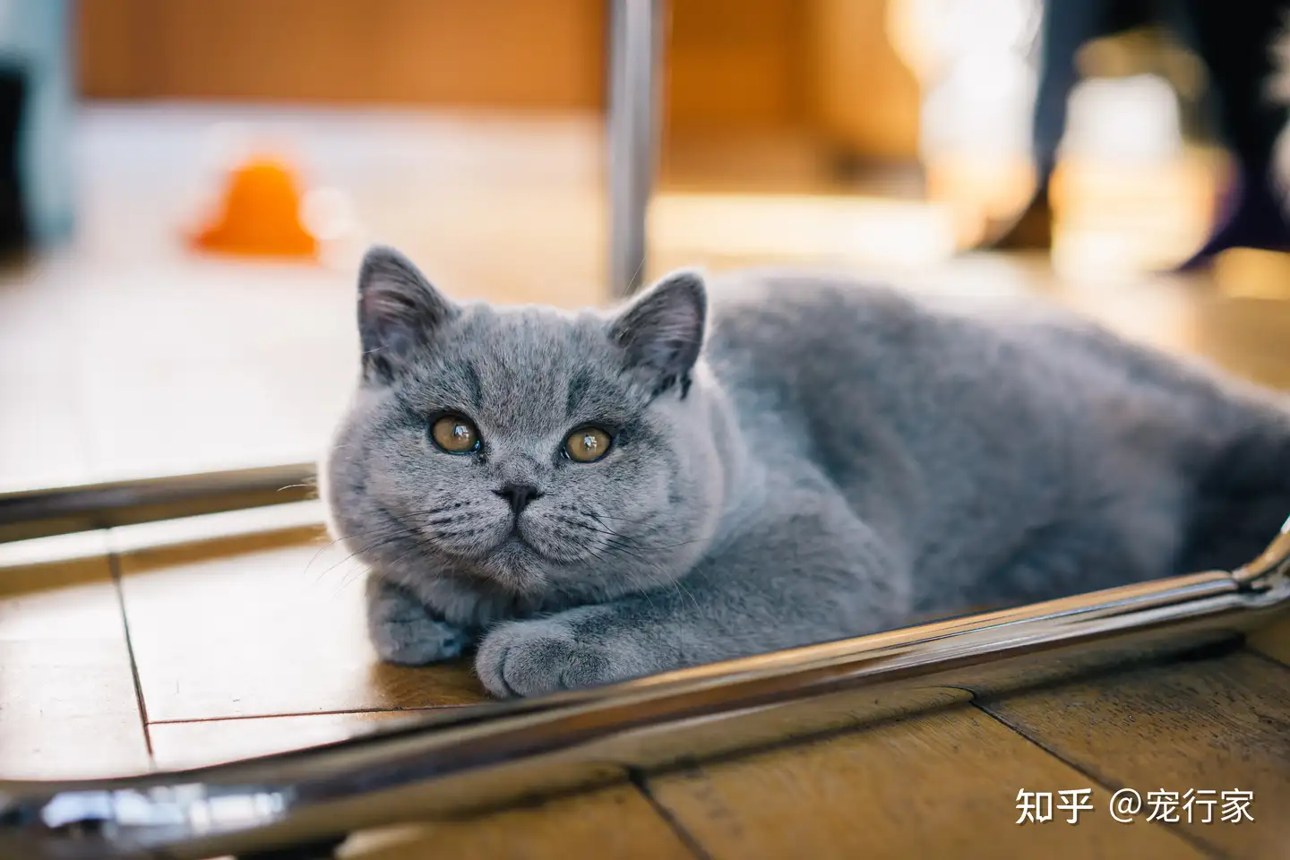 养猫后家被猫毛占领 就连内裤上都有猫毛 如何减少家中的毛发 知乎