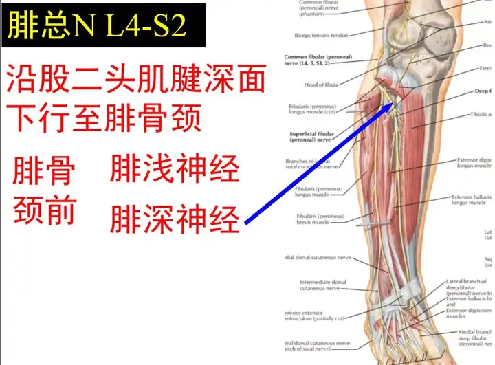 腰骶关节的上下缘,腰骶关节劳损插图26 腰骶关节的上下缘,腰骶关节劳损插图26