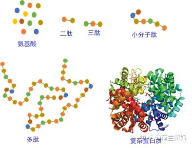 三肽结构图怎么画的图片