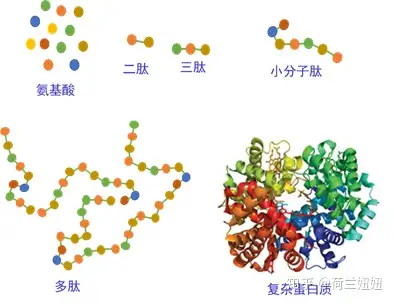 10个氨基酸的称之为寡肽或小分子肽,大于10小于50个氨基酸,称之为多肽