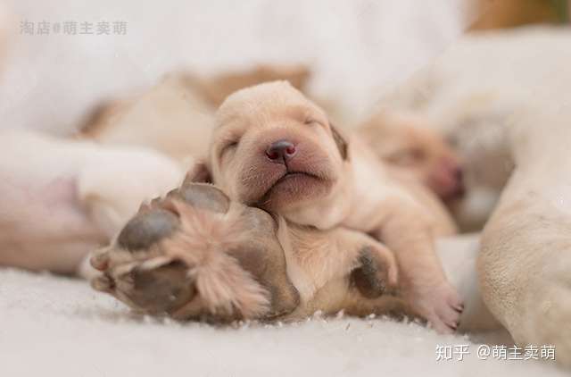 如何择选一只健康的幼犬 记好以下的6条挑选标准 知乎