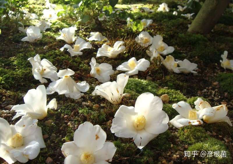 日本茶花100选 018白侘助 知乎