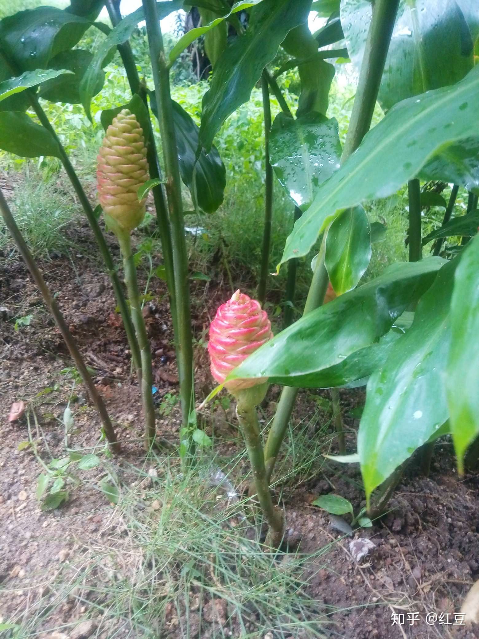 這是什麼植物# 樓下發現的,根葉都像姜