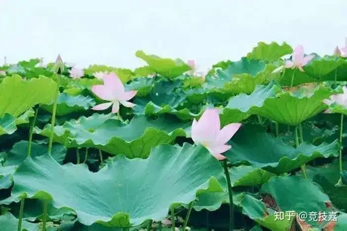 「鹤山古劳水乡&顺德逢简水乡」岭南水乡风情，千亩婀娜荷花