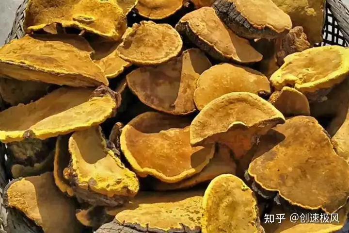 被称为“森林黄金”的桑黄，究竟是如何形成的？值不值千元一斤？（桑黄是什么树生长出来）