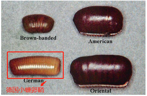 德国小蠊卵鞘图片图片